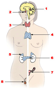 illustration endocrine